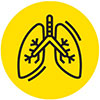 A pair of lungs.