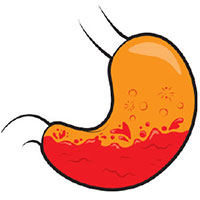 illustration of a stomach
